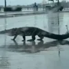 Lluvias desplazan cocodrilos hacia zonas urbanas de Ciudad Madero, Tamaulipas