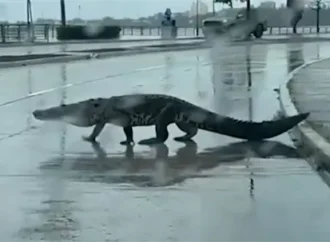 Lluvias desplazan cocodrilos hacia zonas urbanas de Ciudad Madero, Tamaulipas