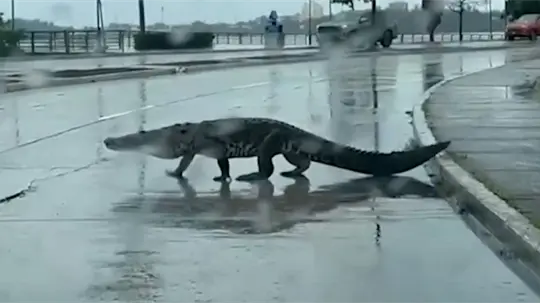 Lluvias desplazan cocodrilos hacia zonas urbanas de Ciudad Madero, Tamaulipas