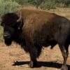 Liberan 44 bisontes en Agua Prieta tras más de 200 años de ausencia en Sonora
