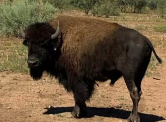 Liberan 44 bisontes en Agua Prieta tras más de 200 años de ausencia en Sonora