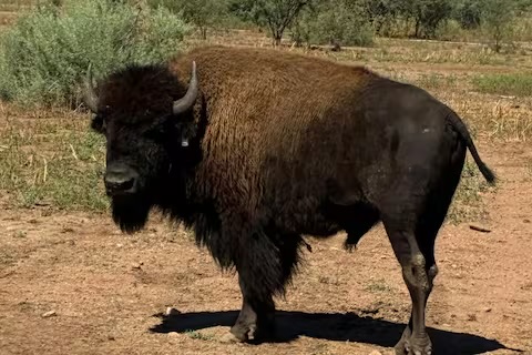 Liberan 44 bisontes en Agua Prieta tras más de 200 años de ausencia en Sonora