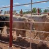 Abrirá la frontera para la exportación de ganado el martes