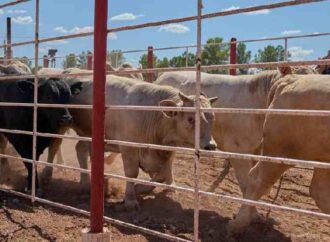 Abrirá la frontera para la exportación de ganado el martes