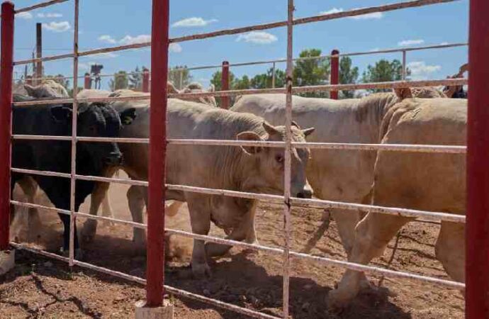 Abrirá la frontera para la exportación de ganado el martes
