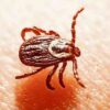 Llaman a reforzar medidas de prevención contra la rickettsiosis
