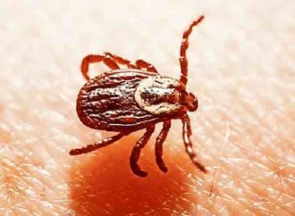 Llaman a reforzar medidas de prevención contra la rickettsiosis