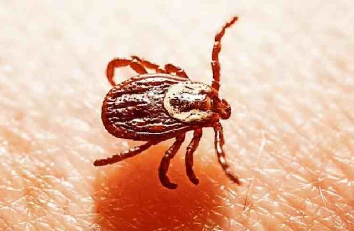 Llaman a reforzar medidas de prevención contra la rickettsiosis