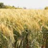 Proponen más apoyos al campo y la producción agrícola de Sonora