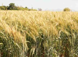 Proponen más apoyos al campo y la producción agrícola de Sonora