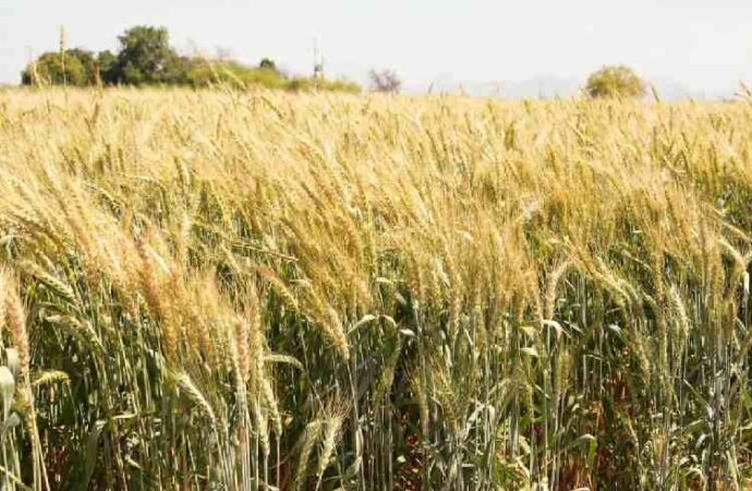 Proponen más apoyos al campo y la producción agrícola de Sonora