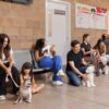 Esterilizarán perros y gatos en Urbi Villa del Cedro