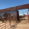 Reabren la frontera para exportación de ganado tras cierre técnico