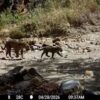 Documentan en Sahuaripa al décimo cachorro de jaguar registrado en 20 años