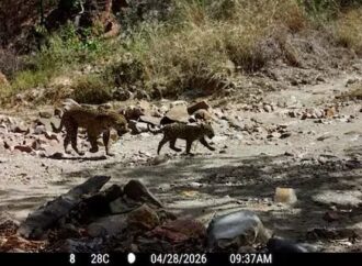 Documentan en Sahuaripa al décimo cachorro de jaguar registrado en 20 años