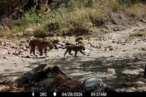 Documentan en Sahuaripa al décimo cachorro de jaguar registrado en 20 años