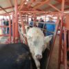 Confirman el primer caso de Gusano Barrenador en Hermosillo