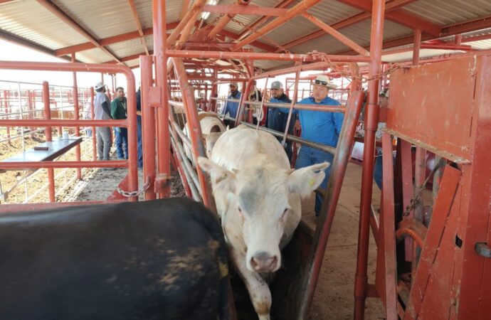 Confirman el primer caso de Gusano Barrenador en Hermosillo