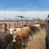 Incrementan ganaderos de Sonora la exportación hacia los Estados Unidos