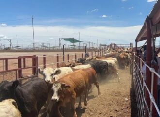 Incrementan ganaderos de Sonora la exportación hacia los Estados Unidos