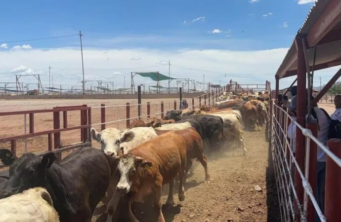 Incrementan ganaderos de Sonora la exportación hacia los Estados Unidos