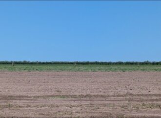 Con el agua al límite, Valle del Yaqui prepara 120 mil hectáreas para sembrar