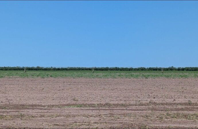 Con el agua al límite, Valle del Yaqui prepara 120 mil hectáreas para sembrar
