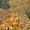 Escasea semilla de trigo y garbanzo para el próximo ciclo agrícola en el sur de Sonora
