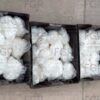 FGR vincula a proceso a dos detenidos con más de 92 kilos de droga en Sonora