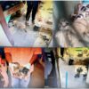 Rescatan a 22 perros durante cateo por presunto maltrato animal en Ciudad Obregón