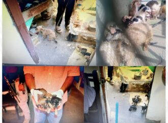 Rescatan a 22 perros durante cateo por presunto maltrato animal en Ciudad Obregón
