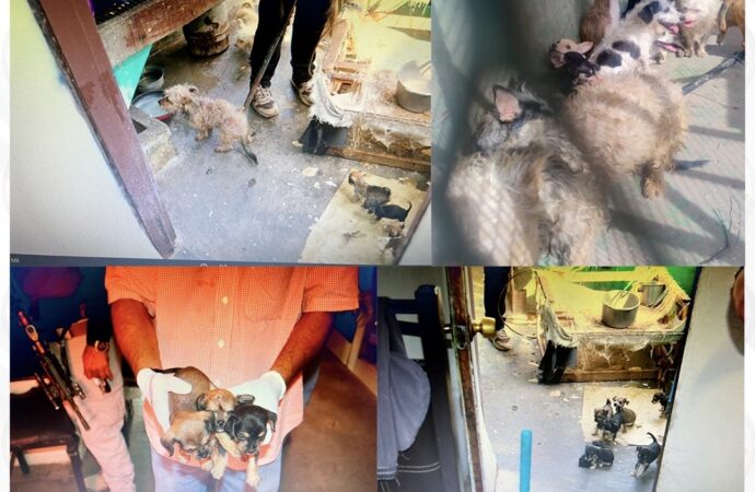 Rescatan a 22 perros durante cateo por presunto maltrato animal en Ciudad Obregón