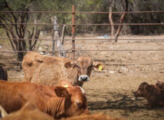Gobierno de Sonora reanudará exportación de ganado por Agua Prieta el 20 de octubre tras resultados de laboratorio de Senasica