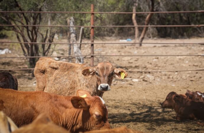 Gobierno de Sonora reanudará exportación de ganado por Agua Prieta el 20 de octubre tras resultados de laboratorio de Senasica
