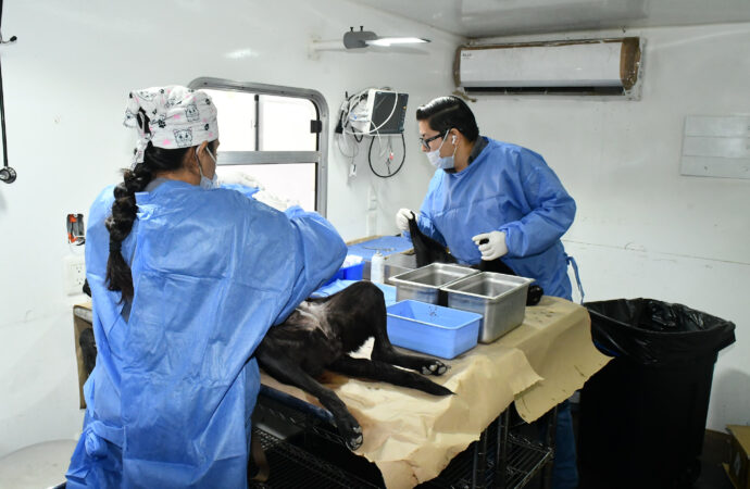 Anuncia Gobierno de Hermosillo jornada de esterilización gratuita para perros y gatos