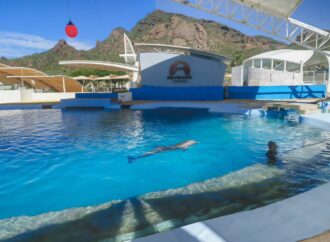 Profepa investiga muerte de la delfín “Moana” como golpe por desprendimiento de infraestructura