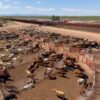 Reanudan exportación de ganado en Agua Prieta