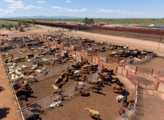 Reanudan exportación de ganado en Agua Prieta