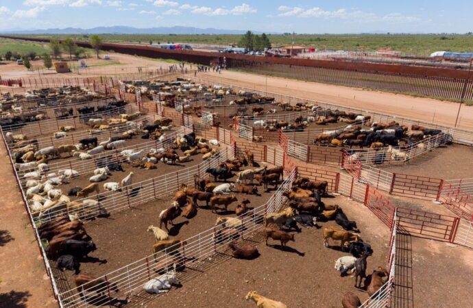Reanudan exportación de ganado en Agua Prieta