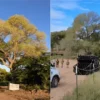 Derriban en Arizona el árbol centenario “La Abuela” para ampliar el muro fronterizo con Sonora