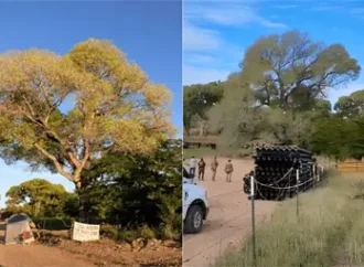 Derriban en Arizona el árbol centenario “La Abuela” para ampliar el muro fronterizo con Sonora