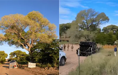 Derriban en Arizona el árbol centenario “La Abuela” para ampliar el muro fronterizo con Sonora