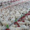 México bloquea importación de pollo, huevos y aves de Brasil por brote de Newcastle