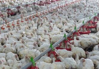México bloquea importación de pollo, huevos y aves de Brasil por brote de Newcastle