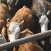 Sonora supera los 100 casos de Gusano Barrenador