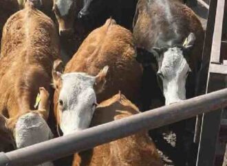 Sonora supera los 100 casos de Gusano Barrenador