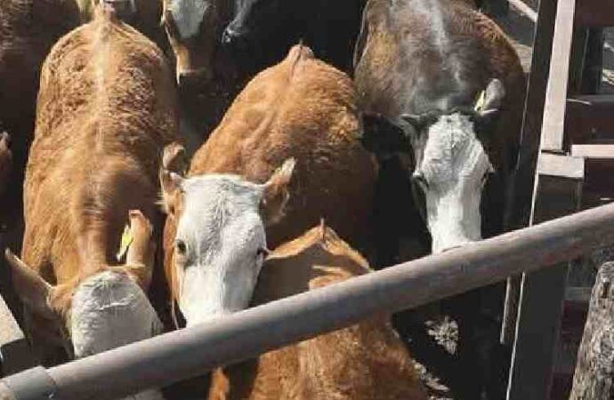 Sonora supera los 100 casos de Gusano Barrenador