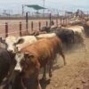 Cierran la exportación de ganado por sospecha de Fiebre Aftosa
