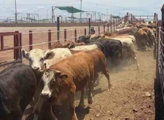 Cierran la exportación de ganado por sospecha de Fiebre Aftosa