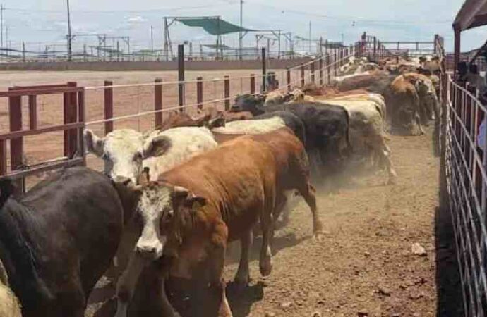 Cierran la exportación de ganado por sospecha de Fiebre Aftosa